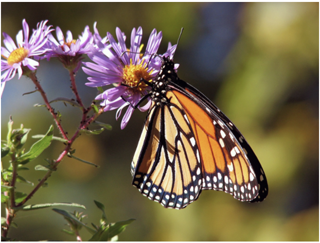 Read more about the article Microhabitat Program Resource Center